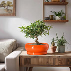 Bonsai Pots 8 Inch - Ceramic Succulent Planter with Drainage Hole and Saucer, Shallow Plant Pot Indoor Outdoor, Round Bowl Planter, Bonsai Tree Pots, Table Decor, Plant Lover Gift, Orange