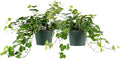 American Plant Exchange English Ivy – Live 6-Inch 2-Pack, Fast-Growing Air-Purifying Vine, Easy-Care Indoor & Outdoor Houseplant for Hanging Baskets, Walls & Home or Office Décor