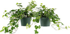 American Plant Exchange English Ivy – Live 6-Inch 2-Pack, Fast-Growing Air-Purifying Vine, Easy-Care Indoor & Outdoor Houseplant for Hanging Baskets, Walls & Home or Office Décor