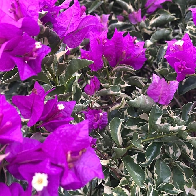 2 Bougainvillea Live Plants, Tropical Bougainvillea Flowering Vine, Fast Growing Outdoor and Container Plant, 4-8'' Tall (Variegated Purple Blooms)