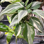Philodendron Plant Live, Rare Tropical Variegated Live Indoor Houseplant for Home Office, 5-8" Tall, No Pot (Silver Philodendron)