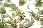 Altman Plants, 12 Air Plant Variety Pack - Small Tillandsia Terrarium Kit - Assorted Species of Live Tillandsia Tropical House Plants for Sale, 2 to 5 Inches Each - Air Plants for Indoor Home Decor