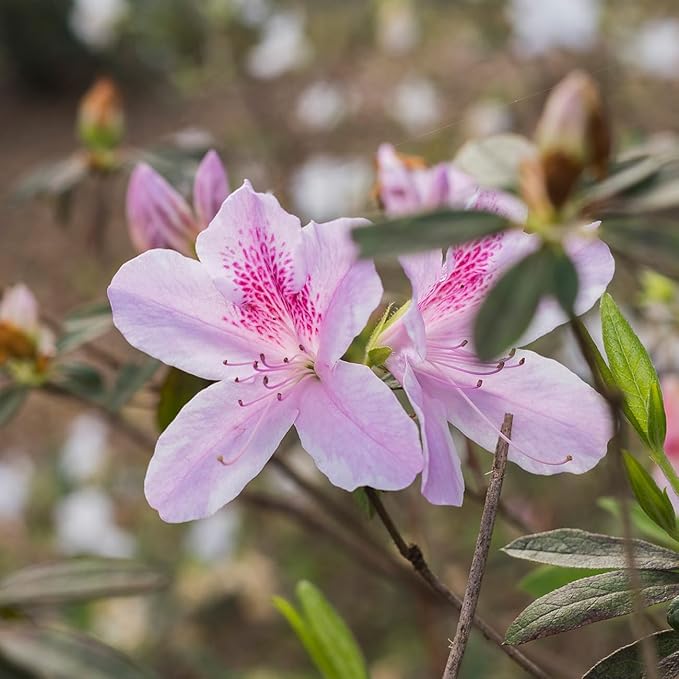 George Tabor Azalea 3 Gallon