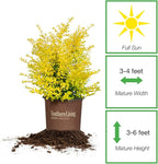 Perfect Plants Sunshine Ligustrum Shrub 3 Gallon | Live Plant Perfect for Southern Climates | Bright Yellow Foliage | Dwarf Shrubs for Landscaping