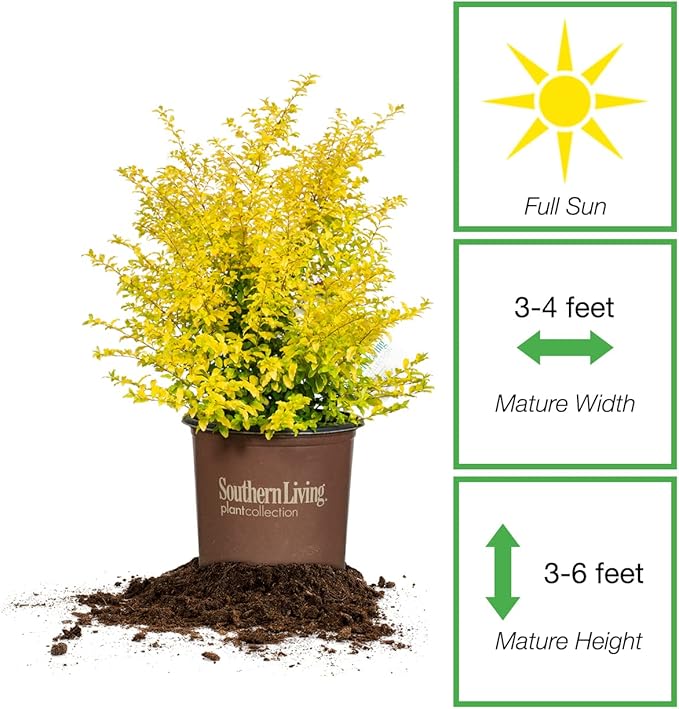 Perfect Plants Sunshine Ligustrum Shrub 3 Gallon | Live Plant Perfect for Southern Climates | Bright Yellow Foliage | Dwarf Shrubs for Landscaping
