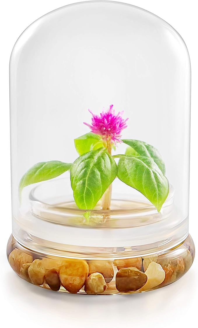 Live Flower Terrarium, Zero Care, Great for Work, Home, Unique Gift! Long Lasting