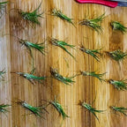 21 Stems of Aquarium Plants Live, Dwaft Hairgrass Grass Plants Live, Live Aquarium Plants, 4 to 6 Inc Tall Seedling for Planting Pond, Aquarium Grass Plants
