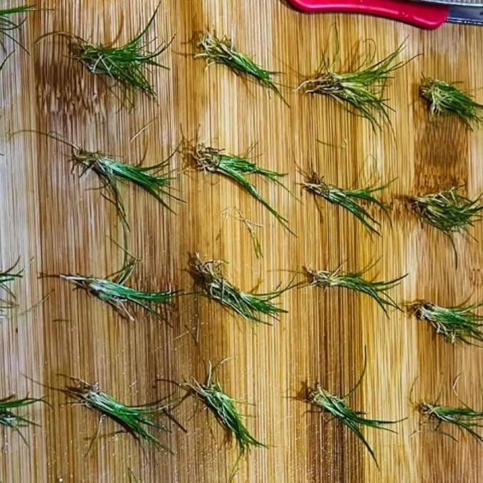 21 Stems of Aquarium Plants Live, Dwaft Hairgrass Grass Plants Live, Live Aquarium Plants, 4 to 6 Inc Tall Seedling for Planting Pond, Aquarium Grass Plants