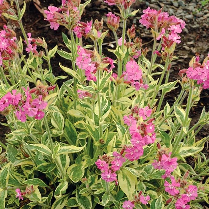 RedCrocus Valley High Campion Silene dioica- Vibrant Pink Blooms, Pollinator Attractant, Shaded Garden or Container Plant, Deer & Pet Safe 1 Gallon (Pack of 5)