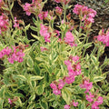 RedCrocus Valley High Campion Silene dioica- Vibrant Pink Blooms, Pollinator Attractant, Shaded Garden or Container Plant, Deer & Pet Safe 1 Gallon (Pack of 5)