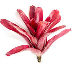 ragnaroc Live Plants - Bromeliad Neoregelia 'Fireball', Large 5-7" - 1ct - Live Arrival Guaranteed - House Plants for Home Decor & Gift