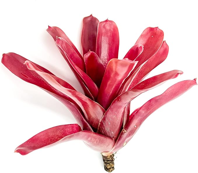 ragnaroc Live Plants - Bromeliad Neoregelia 'Fireball', Large 5-7" - 1ct - Live Arrival Guaranteed - House Plants for Home Decor & Gift
