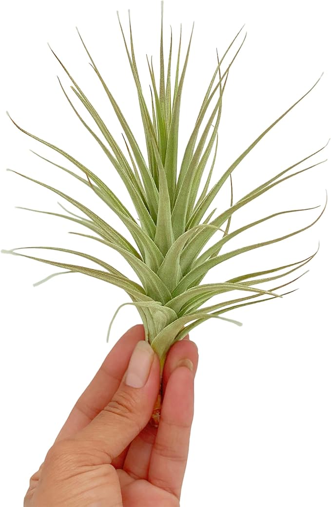 ragnaroc Air Plants - Flowering Tillandsia Lilla Lilac, Large 5" - 3ct - Live Arrival Guaranteed - House Plants for Home Decor & Gift