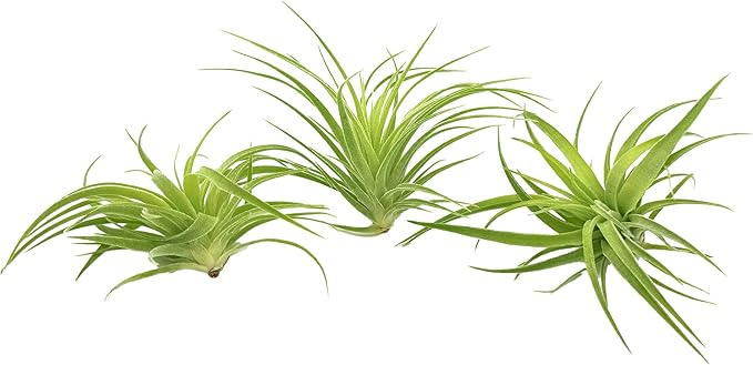 Live Air Plants - Tillandsia Geminiflora 3-6" - 3ct – ragnaroc Live Indoor Plant - Live Arrival Guaranteed - House Plants for Home Decor & Gift