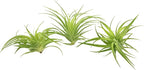 Live Air Plants - Tillandsia Geminiflora 3-6" - 3ct – ragnaroc Live Indoor Plant - Live Arrival Guaranteed - House Plants for Home Decor & Gift