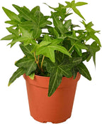 English Ivy Green Live Plant for Indoor | Different Houseplants in 4'' & 6'' Pot | Real House Plant for Living Room, Office, Desk & Bathroom | Hedera Helix Green California