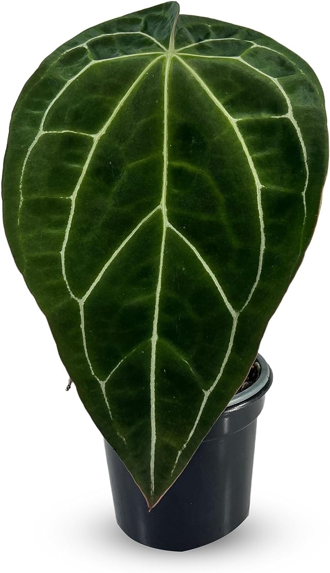 LEAL PLANTS ECUADOR Anthurium Crystallinum| Green Live House Plant for Indoors|Rare and Exotic Indoor Plants for Living Room|Anthuriums Live Plants |Crystallinum House Plant