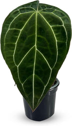 LEAL PLANTS ECUADOR Anthurium Crystallinum| Green Live House Plant for Indoors|Rare and Exotic Indoor Plants for Living Room|Anthuriums Live Plants |Crystallinum House Plant