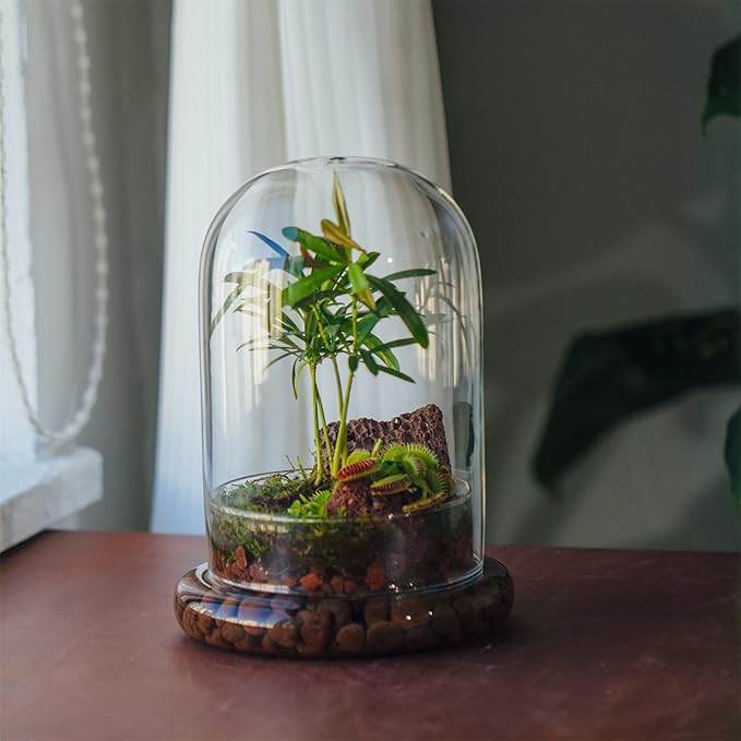 NCYP Glass Cloche Dome with Air Hole and Base, 5.9 x 5.9 x 8.2 Inches, Clear Terrarium Planter for Venus Flytrap, Small Plants, Home Indoor Tabletop Decoration (No Plants)