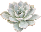 Live Light Blue Echeveria Succulent Plant - Stunning Rosette Drought-Tolerant Indoor/Outdoor Decor - Unique and Hardy Cactus Variety