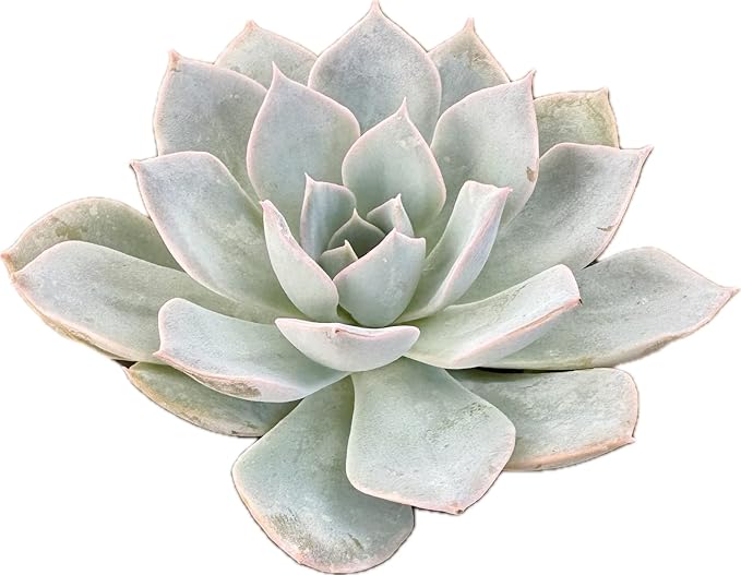 Live Light Blue Echeveria Succulent Plant - Stunning Rosette Drought-Tolerant Indoor/Outdoor Decor - Unique and Hardy Cactus Variety