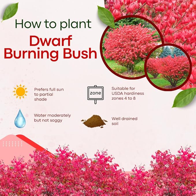 Dwarf Burning Bush Live Plant in Quart Pot, Red Burning Bush Shrubs for Outdoor Planting, 6 to 10 Inches Tall, Perennial Vibrant Bushes