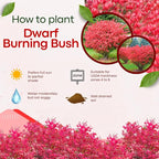 Dwarf Burning Bush Live Plant in Quart Pot, Red Burning Bush Shrubs for Outdoor Planting, 6 to 10 Inches Tall, Perennial Vibrant Bushes
