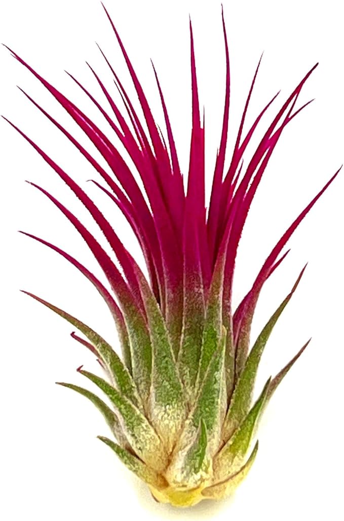 ragnaroc Air Plants - Tillandsia Ionantha, Regular 2-3" - 1ct - Organically Enhanced Color - Live Arrival Guaranteed - House Plants for Home Decor & Gift, Miami Pink