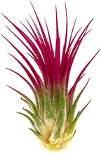 ragnaroc Air Plants - Tillandsia Ionantha, Regular 2-3" - 1ct - Organically Enhanced Color - Live Arrival Guaranteed - House Plants for Home Decor & Gift, Miami Pink