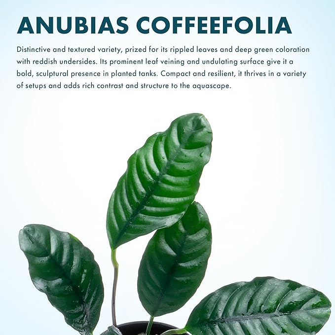 SubstrateSource Anubias Live Aquarium Plants - Potted Freshwater Plant for Fish Tanks, Terrariums - Beginner Friendly Low Light (Barteri Coffeefolia, 1 Pot)