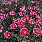 RedCrocus Everlast Peach' Pinks, Sweet William Dianthus- Vibrant Fragrant Blooms, Pollinator Attractant, Container & Border Plant, Pet Safe, Easy Care, Hardy Zones 3-8 1 Gallon