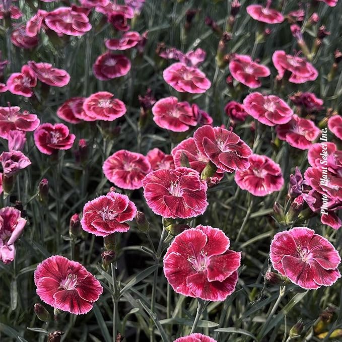 RedCrocus Everlast Peach' Pinks, Sweet William Dianthus- Vibrant Fragrant Blooms, Pollinator Attractant, Container & Border Plant, Pet Safe, Easy Care, Hardy Zones 3-8 1 Gallon (Pack of 12