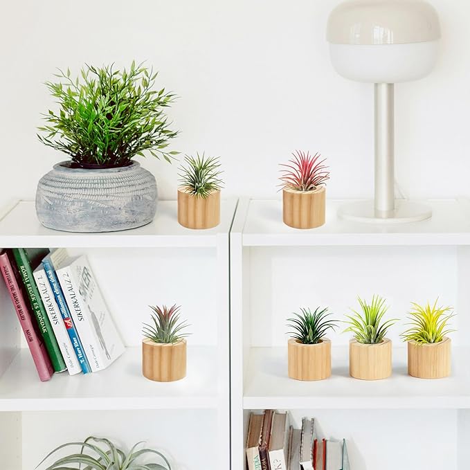 Belit 6 Pcs Air Plant Holder, Small Wooden Air Plants Live Holders for Home Decor (NO Plant Included)