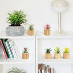 Belit 6 Pcs Air Plant Holder, Small Wooden Air Plants Live Holders for Home Decor (NO Plant Included)