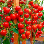 Tomato Cherry Maskotka Cascading Trailing Dwarf Bush Tomato 50+ Seeds for Planting Non-GMO