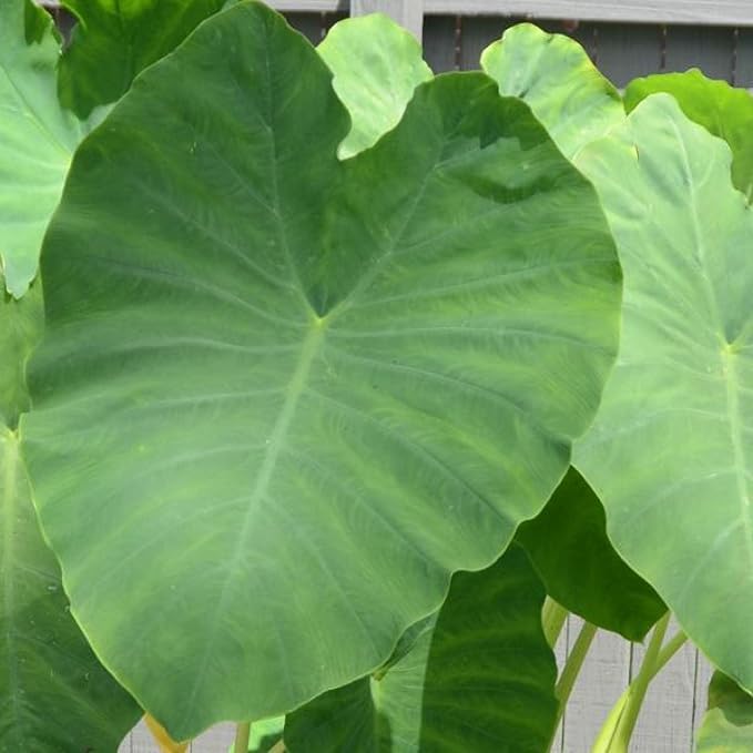 Chalily Green Taro, a Great Live Pond Plant for Your Water Garden. Great for koi and Goldfish Pond. Good for Bogs, Plant Shelf or Shallow Water This marginal Aquatic is a Real Beauty
