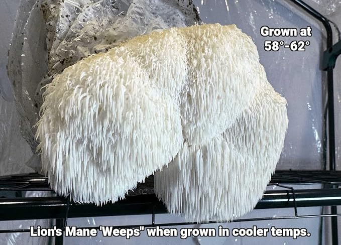 Myco Labs Lion's Mane Mushroom Grow Kit | Large 5.5 LB Fruiting Block | with Custom Humidity Tent & Filters | Grow Anywhere
