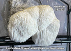 Myco Labs Lion's Mane Mushroom Grow Kit | Large 5.5 LB Fruiting Block | with Custom Humidity Tent & Filters | Grow Anywhere