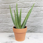 Aloe Vera Plant Gift in 4" Clay Pot, Live Succulent, Easy Plant for Beginners, Real Succulents for Home or Office, Indoor Houseplant Decor by Plants for Pets