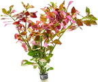 SubstrateSource Live Plant - Ludwigia Ovalis - Easy Care, Moderate to High Light, Green to Orange Accent, Freshwater Aquatic Plant for Aquascaping - Lead Bunch