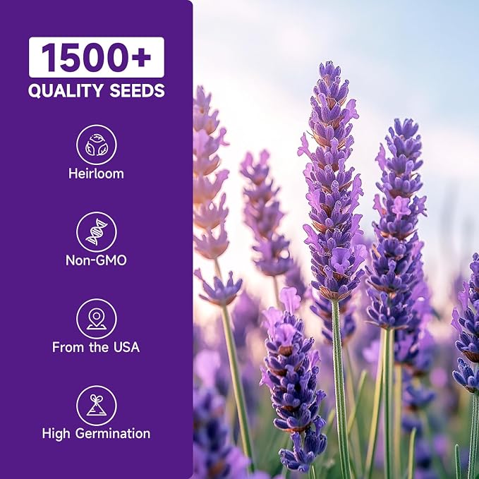 Groundio 1500+ English Lavender Seeds for Planting, Non-GMO | Heirloom | High Germination Dwarf Lavender Herb Seeds for Indoor & Outdoor Pollinator Attract (Lavandula Angustifolia)