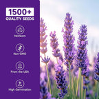 Groundio 1500+ English Lavender Seeds for Planting, Non-GMO | Heirloom | High Germination Dwarf Lavender Herb Seeds for Indoor & Outdoor Pollinator Attract (Lavandula Angustifolia)
