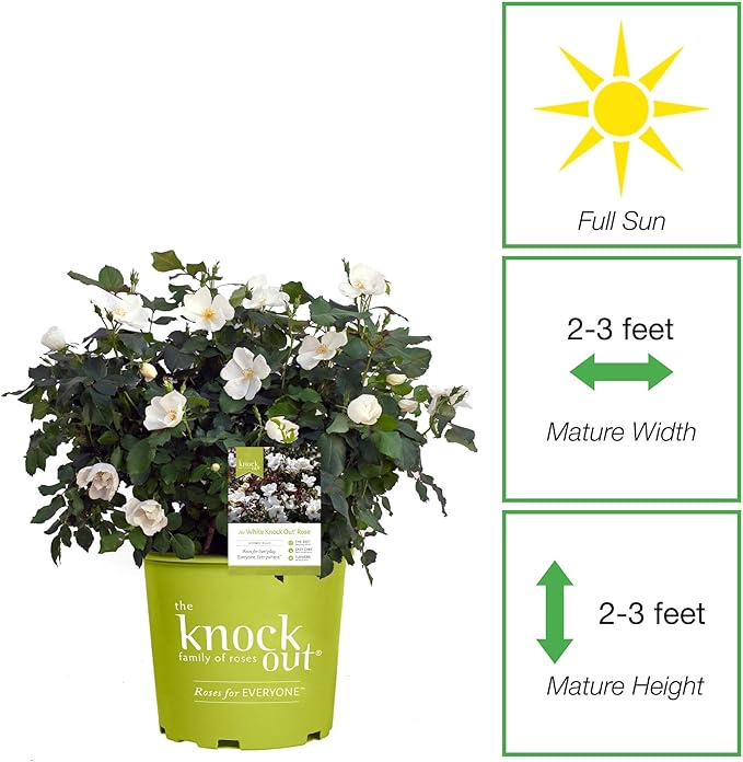 Perfect Plants White Knock Out Rose Bush in 1 Gallon Grower's Pot | Easy to Grow | Live Flowering Perennial with White Blooms | Great for Outdoor Garden Landscape Planting in Zones 4-11 | Full Sun