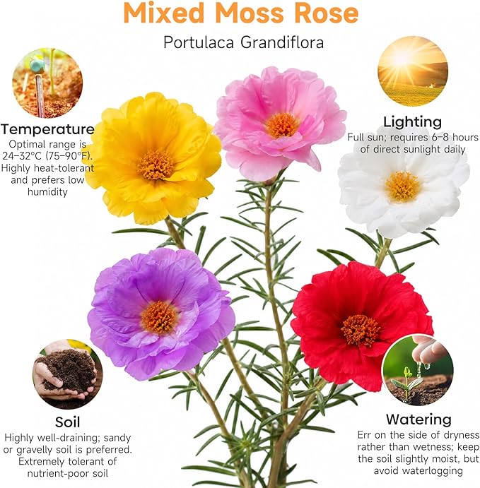 Groundio 23500+ Mixed Moss Rose Seeds, Ground Cover Flower Seeds, Heat & Drought Tolerant Heirloom Flower Seeds for Home Yard Container Gardening(Portulaca Grandiflora)