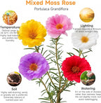 Groundio 23500+ Mixed Moss Rose Seeds, Ground Cover Flower Seeds, Heat & Drought Tolerant Heirloom Flower Seeds for Home Yard Container Gardening(Portulaca Grandiflora)