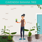 Brighter Blooms - Dwarf Cavendish Banana Tree, 6 inch - No Shipping to AK, AZ, HI