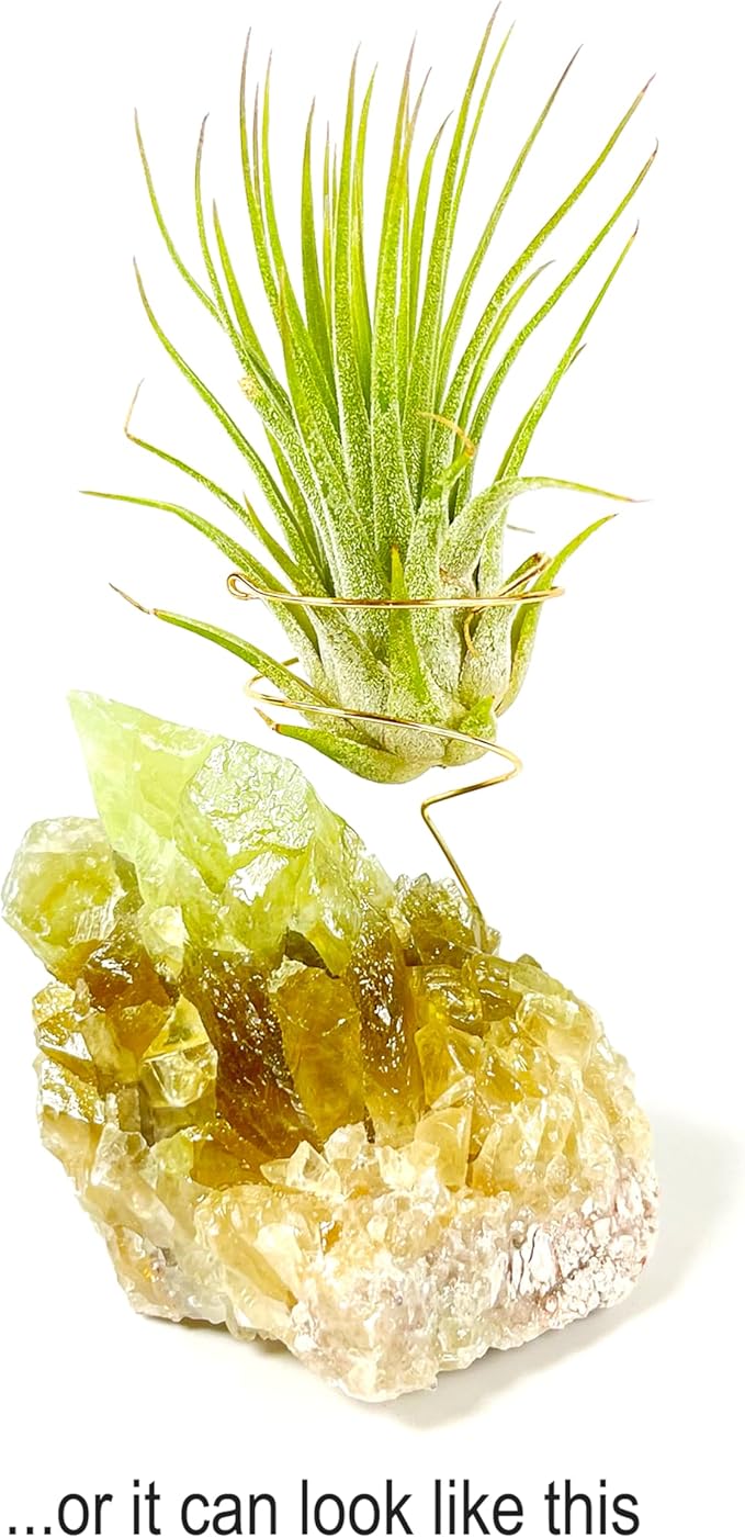 Small Green Calcite Geode Crystal Air Plant Holder Includes Healthy Live Air Plant Gift Box - Zen Plant Decor for Crystal and Plant Lovers