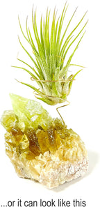 Small Green Calcite Geode Crystal Air Plant Holder Includes Healthy Live Air Plant Gift Box - Zen Plant Decor for Crystal and Plant Lovers