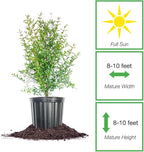 Russian Pomegranate in a 1 Gal. Grower's Pot | Cold Hardy Drought Tolerant | Yields Large Delicious Fruit | Real Dwarf Fruiting Tree