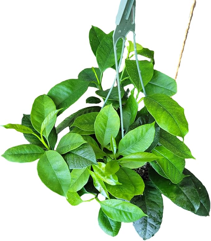 Hoya Shooting Star - Hoya Multiflora - Hoya Plants Live Houseplants - Stunning Shooting Star-Shaped Blooms - Air Purifying Tropical Vine - CA Seller (Multiple Plants in 6" Hanging Pot)